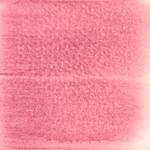 Dye mushroom: Cortinarius neosanguineus (Western Blood Red Cort), Pigment: soda ash